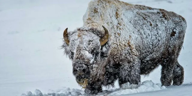 Grand Teton Wildlife Safari 1 hr - Image 3