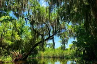 New Orleans Airboat Swamp Tour with Transport thumbnail 1