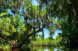 New Orleans Airboat Swamp Tour with Transport