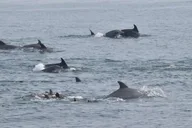 Cape May Whale and Dolphin Watching Cruise thumbnail 5