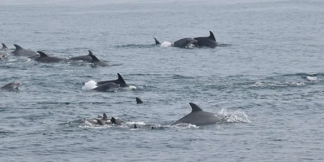 Cape May Whale and Dolphin Watching Cruise - Image 5