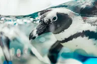 Gatlinburg Ripley's Aquarium & Combo Ticket thumbnail 1