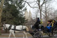 New York City Horse-Drawn Carriage Ride thumbnail 6