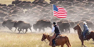 Rapid City Custer State Park Buffalo Roundup Tour
