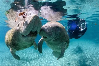 Crystal River Manatee Swim Tour
