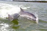 Everglades Motorboat Eco Tour thumbnail 3