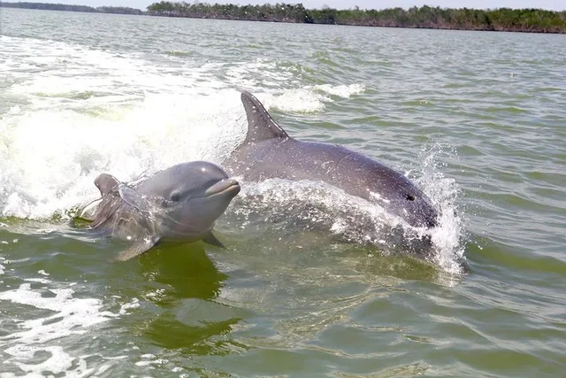 Everglades Motorboat Eco Tour - Image 3