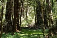 San Francisco Alcatraz and Muir Woods Tour thumbnail 1