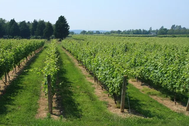 The Hamptons Long Island Wineries Private Tour - Image 2