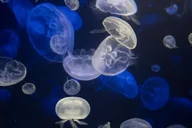 New York Aquarium Entry Ticket thumbnail 4