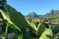 Kaneohe Kualoa Ranch Grown Tour thumbnail 4