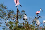 Miami Everglades Tour with Boat Trips and Lunch thumbnail 4