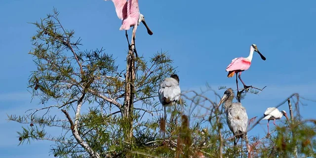 Miami Everglades Tour with Boat Trips and Lunch - Image 4