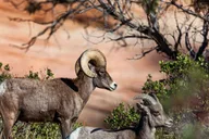 Las Vegas Zion National Park Guided Tour with Lunch thumbnail 6