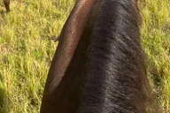 Miami Horseback Riding Tour thumbnail 4
