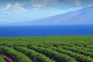 Maui Evening Open-Air Sightseeing Tour 90 Min thumbnail 3