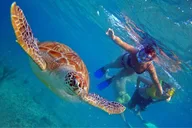 Oahu Circle Island Turtle Beach Snorkel 8 hr thumbnail 2