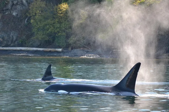 Friday Harbor Whale Watching Tour - Image 6