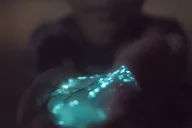 Titusville Comb Jelly Bioluminescence Kayak Tour thumbnail 2