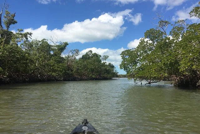 Marco Island Mangrove Tunnel Kayak Adventure - Image 6