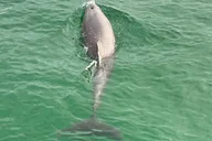 Destin Harbor Boat Tour thumbnail 6