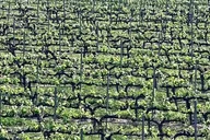 Temecula Wine Tour from Tustin thumbnail 3