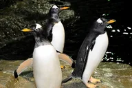 New York Central Park Zoo Admission with 4D Theater thumbnail 2