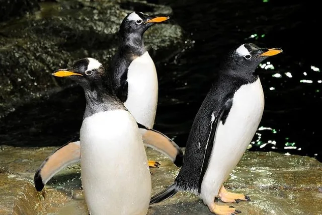 New York Central Park Zoo Admission with 4D Theater - Image 2