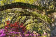 Charleston Magnolia Plantation Tour with Transport thumbnail 6