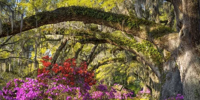 Charleston Magnolia Plantation Tour with Transport - Image 6
