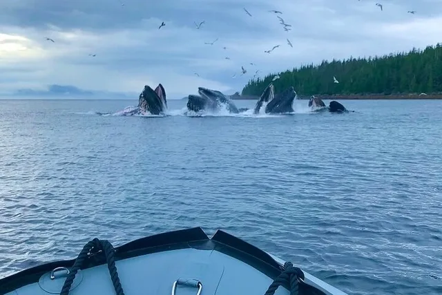 Ketchikan Zodiac Boat Adventure - Image 2