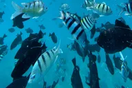 Kona Dolphin Watching and Snorkel Tour 2 hr thumbnail 3