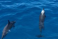Honolulu Snorkel & Sail Adventure with Breakfast thumbnail 2