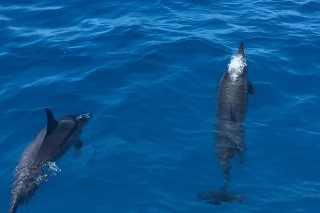 Honolulu Snorkel & Sail Adventure with Breakfast - Image 2