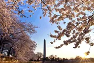 Washington DC Cherry Blossom Bus Tour with Tidal Basin Walk thumbnail 6