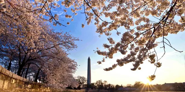 Washington DC Cherry Blossom Bus Tour with Tidal Basin Walk - Image 6