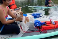 Orlando Paddle with Your Pup Adventure thumbnail 6