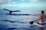 Maui Paddleboard Whale Watch thumbnail 3