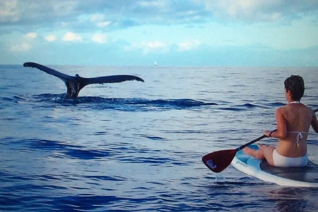 Maui Paddleboard Whale Watch - Image 3