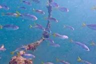 West Palm Beach Scuba Diving Adventure with Videos thumbnail 4