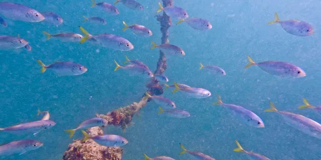 West Palm Beach Scuba Diving Adventure with Videos - Image 4