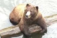 Sitka Tour: Fortress of the Bear & Totems thumbnail 2