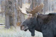 Jackson Hole Grand Teton National Park Private Tour thumbnail 4