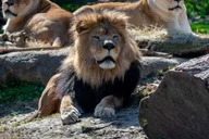 Memphis Zoo Entry Ticket thumbnail 2