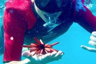 Maui Snorkeling Tour with Flotation Wetsuit thumbnail 3