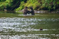 Hoonah Chichagof Island Brown Bear Search 3 hr thumbnail 6