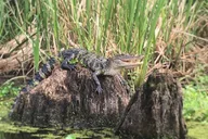 Manchac Swamp Kayak Tour with Pickup 4 hr thumbnail 5