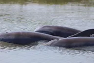 Charleston Dolphin Viewing Boat Tour thumbnail 1