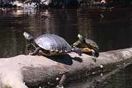 Kitty Hawk Kayak Tour in Maritime Forest thumbnail 1