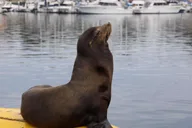 San Diego Dolphin Watch Sunset Cruise thumbnail 4